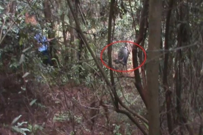 “牛魔王”发飙危及村民，民警果断出击毙之（附视频）