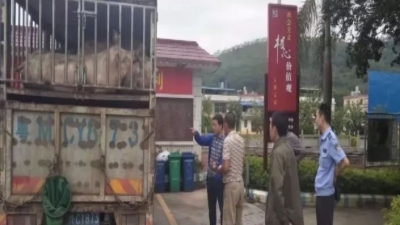 无证！江西29头“二师兄”运至兴宁被无害化处理