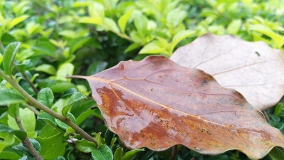 今日“寒露”丨夜凉心暖，衣薄情深