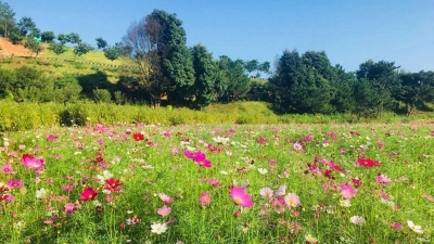 梅县区麓湖山格桑花海正值花期，走浮桥赏花去！约吗？