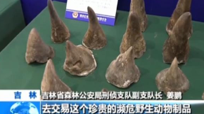 吉林破获跨国非法收售濒危野生动物制品案：案值两千万
