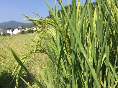 我为群众办实事丨手把手指导！梅县区农技人员为水稻种植户解决难题