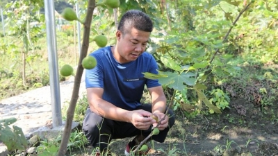 果树青翠、果香扑鼻…梅县白玉村：产业舞动乡村振兴