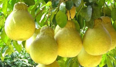 梅县召开金柚质量管理和销售会：强化质量管理 拓宽销售渠道