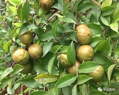 累累硕果把树枝都压弯了！平远12万亩油茶喜获丰收