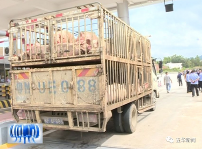 啥情况？五华一高速出口惊现62头来历不明“二师兄” 原来...