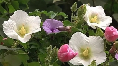 “花潮”来袭！野生木芙蓉“一日三色”点缀平远美景