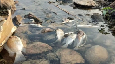 人为下药？！汤西大罗村河里惊现大批死鱼…