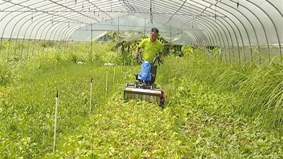 不用农药 国外技术…“金融男”回蕉岭种菜，带了一波人致富