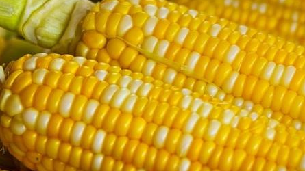 东北大面积种植转基因玉米鼠患已无？ 人民日报：不属实
