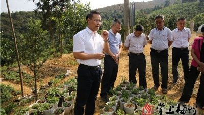 曾永祥到龙岗镇调研美丽宜居乡村连线连片建设工作