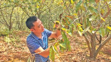 梅州新农人丨邓展球“贴钱”护荒山，创新结硕果