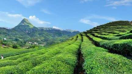 梅县区政协开展“茶叶产业”专题调研：推动茶产业高质量发展