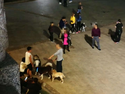 路过市民心慌慌...梅城这些狗主人遛狗把文明也“溜”没了