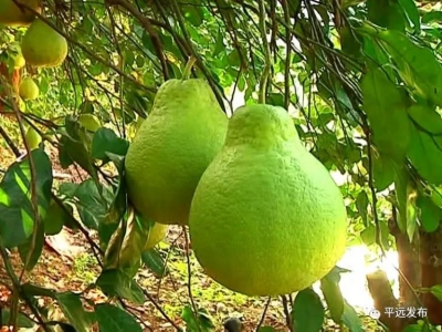 “梅县金柚”积极对接粤港澳大湾区：助力红色苏区实现绿色发展