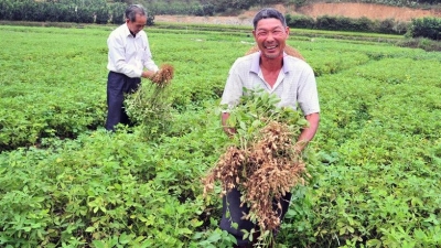 “番豆”变“金豆”！大埔白罗村用花生走出脱贫致富路