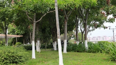 树都穿“秋裤”了你还不穿吗？梅江区公共绿树 “刷白”防寒	