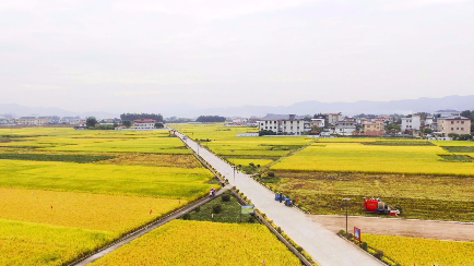 稻香十里不如你！蕉岭披上“土豪金” 引游客驻足带火农家乐