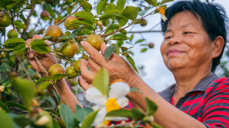 家门口“上班”！五华琴口村这波操作让“荒山”变“金山”