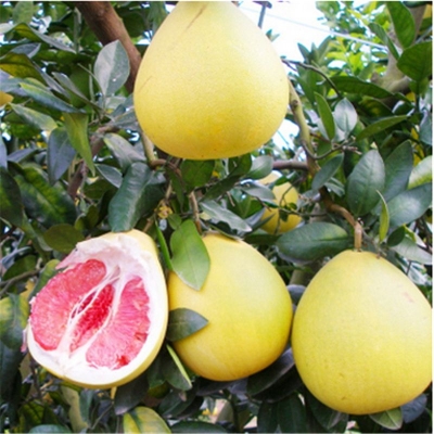 客都议事厅丨农业品牌如何行稳致远