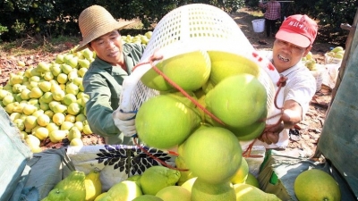 “柚”见丰收！果农笑了！