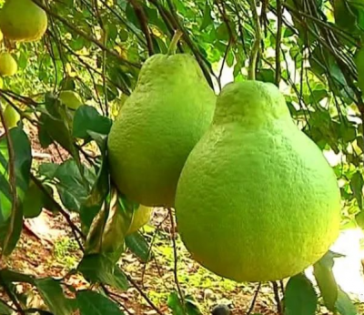 柚果好不好，关键看管理！梅县打造优质柚园，优质优价不愁卖