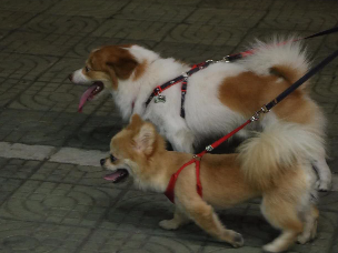 广东将立法规范养犬行为，遛狗不带免疫凭证将罚款
