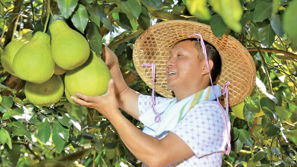 金柚之乡名天下，傲娇！梅县金柚飘香文化旅游周启动啦