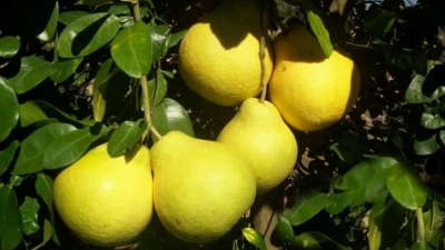 梅县哪里的柚子最好吃？官宣了！这十家金柚园上榜...