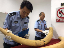 严惩不贷！深圳海关破获特大象牙走私案，截获10根非洲象牙