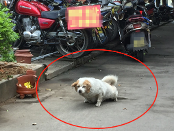 @梅城这些“铲屎官”们，该管管你的爱犬啦…