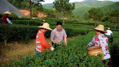 匠心传承！何火球：高山云雾种茶，坚持手工制茶