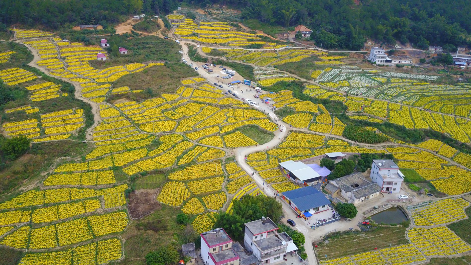 V视频丨美到窒息！五华龙岭花海美若画，赏菊正当时