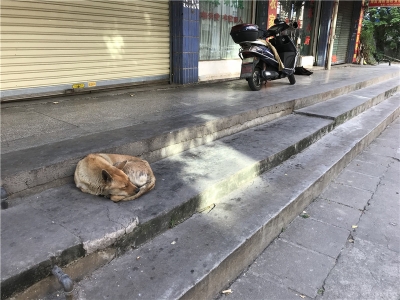梅城又有人养狗不栓绳，周边市民很生气