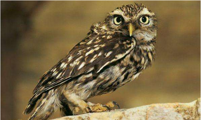 平远一餐馆老板被判刑还要罚3万多！只因收购了这八只鸟类冻体...