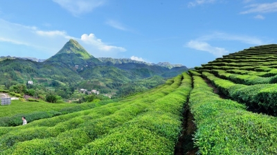 以绿色生态引领高质量发展！丰顺推进乡村振兴这么干...