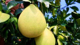 “柚”相见！梅县金柚飘香文化旅游周将于11月8日启动