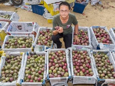 硕果累累！大埔百香果产销两旺吸引“白领”回乡“淘金”