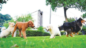 争鸣｜“限时遛狗”到底可行不可行？