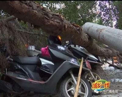 兴宁一大榕树“栽跟头”致两人受轻伤 谁的责任？