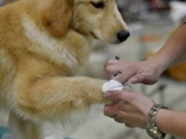 广东通过涉犬管理新规：遛狗不带免疫凭证、不清理粪便将被罚款！