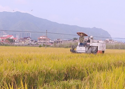 稻黄谷熟！蕉岭晚稻收割接近尾声，总产预计达3.19万吨