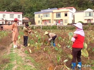 “芋”香“芋”赚钱：平远引进特色“槟榔”香芋，村民一起富裕哦