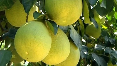 “输血+造血” ，梅县区金柚产业助力精准扶贫