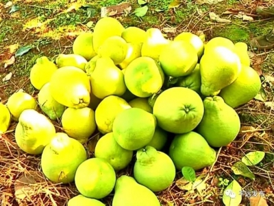 梅州柚·梅县金柚扩种工作推进会召开