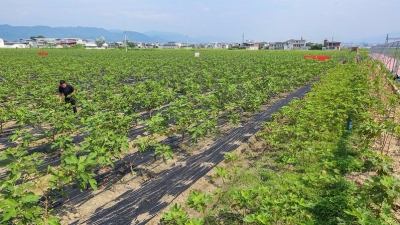壮产业“筋骨” 鼓乡村“腰包”！蕉岭县扶持集体经济发展首批试点村“上马”