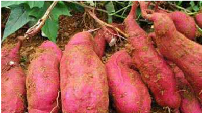 8元一斤供不应求！五华3000亩高山红薯开挖