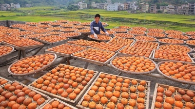 秋日晒柿饼 满眼尽黄金