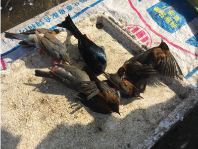 蕉岭一市场竟公然摆卖非法捕获的野鸟！警方提醒：严重或触犯刑法！