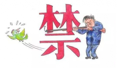 省政府出台规定，广东明年起5年禁猎野生鸟类！